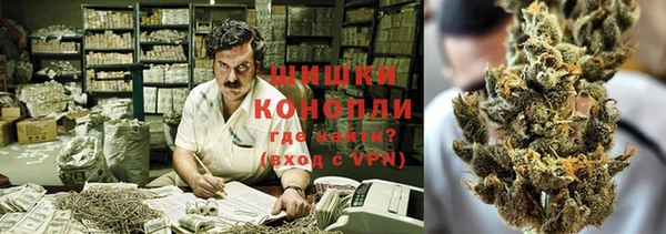 прущие грибы Волоколамск